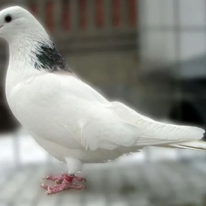 Top-5 najznačajnijih golubova bijele boje